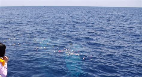 海葬|水葬や海葬とは？海や川に送り出す供養の歴史と近年。